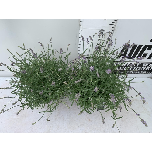 16 - TWO LAVENDER ANGUSTIFOLIA 'ESSENCE PURPLE' APPROX 60CM IN HEIGHT IN 5 LTR POTS NO VAT TO BE SOLD FOR... 