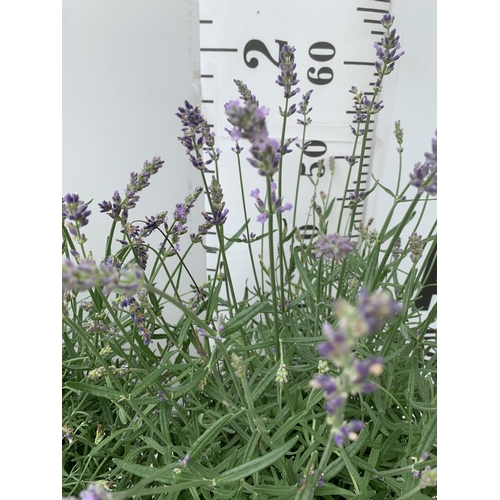 16 - TWO LAVENDER ANGUSTIFOLIA 'ESSENCE PURPLE' APPROX 60CM IN HEIGHT IN 5 LTR POTS NO VAT TO BE SOLD FOR... 