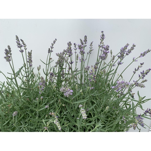 16 - TWO LAVENDER ANGUSTIFOLIA 'ESSENCE PURPLE' APPROX 60CM IN HEIGHT IN 5 LTR POTS NO VAT TO BE SOLD FOR... 