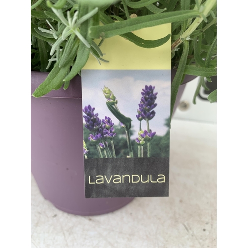 16 - TWO LAVENDER ANGUSTIFOLIA 'ESSENCE PURPLE' APPROX 60CM IN HEIGHT IN 5 LTR POTS NO VAT TO BE SOLD FOR... 