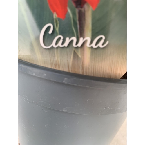 17 - TWO LARGE CANNA RED VELVET APPROX 90CM IN HEIGHT IN 2 LTR POTS PLUS VAT TO BE SOLD FOR THE TWO