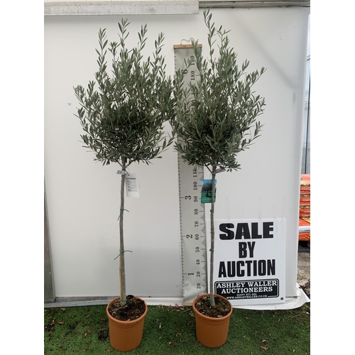 18 - TWO LARGE ITALIAN OLIVE STANDARD TREES OVER 2 METRES IN HEIGHT IN 9 LTR POTS NO VAT TO BE SOLD FOR T... 