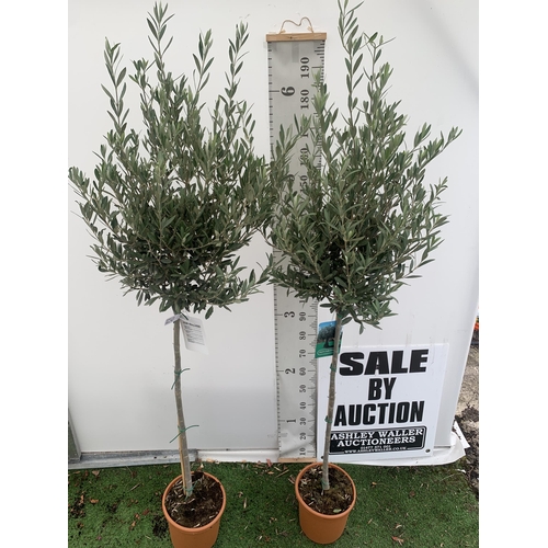 18 - TWO LARGE ITALIAN OLIVE STANDARD TREES OVER 2 METRES IN HEIGHT IN 9 LTR POTS NO VAT TO BE SOLD FOR T... 