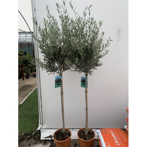 18 - TWO LARGE ITALIAN OLIVE STANDARD TREES OVER 2 METRES IN HEIGHT IN 9 LTR POTS NO VAT TO BE SOLD FOR T... 