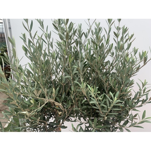 18 - TWO LARGE ITALIAN OLIVE STANDARD TREES OVER 2 METRES IN HEIGHT IN 9 LTR POTS NO VAT TO BE SOLD FOR T... 