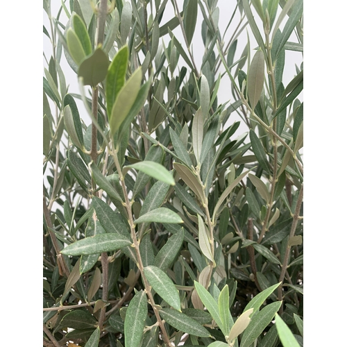 18 - TWO LARGE ITALIAN OLIVE STANDARD TREES OVER 2 METRES IN HEIGHT IN 9 LTR POTS NO VAT TO BE SOLD FOR T... 