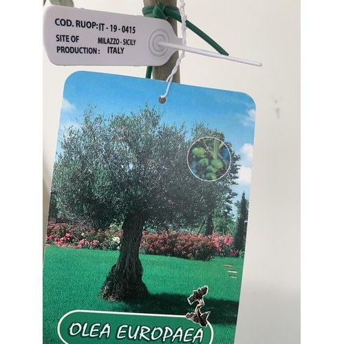 18 - TWO LARGE ITALIAN OLIVE STANDARD TREES OVER 2 METRES IN HEIGHT IN 9 LTR POTS NO VAT TO BE SOLD FOR T... 