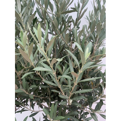 18 - TWO LARGE ITALIAN OLIVE STANDARD TREES OVER 2 METRES IN HEIGHT IN 9 LTR POTS NO VAT TO BE SOLD FOR T... 