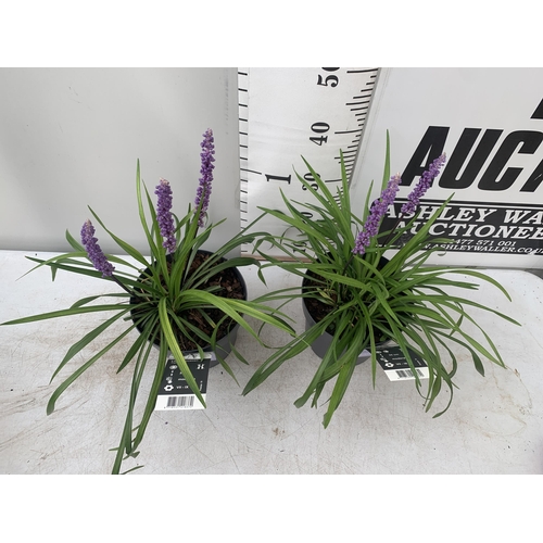 19 - TWO HARDY ORNAMENTAL FLOWERING GRASSES LIRIOPE MUSCARI PURPLE 'INGWERSEN' IN 3 LTR POTS APPROX 55CM ... 