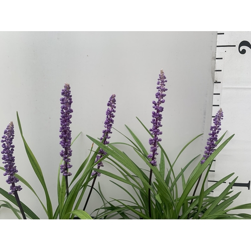 19 - TWO HARDY ORNAMENTAL FLOWERING GRASSES LIRIOPE MUSCARI PURPLE 'INGWERSEN' IN 3 LTR POTS APPROX 55CM ... 