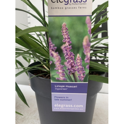 19 - TWO HARDY ORNAMENTAL FLOWERING GRASSES LIRIOPE MUSCARI PURPLE 'INGWERSEN' IN 3 LTR POTS APPROX 55CM ... 