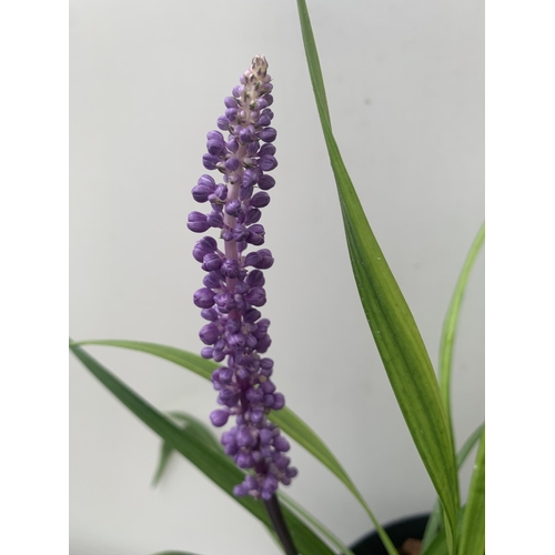 19 - TWO HARDY ORNAMENTAL FLOWERING GRASSES LIRIOPE MUSCARI PURPLE 'INGWERSEN' IN 3 LTR POTS APPROX 55CM ... 