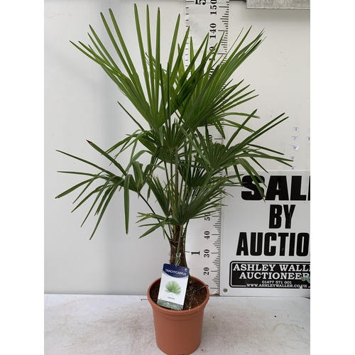 2 - ONE LARGE TRACHYCARPUS FORTUNEI APPROX 150CM IN HEIGHT IN A 7.5 POT PLUS VAT