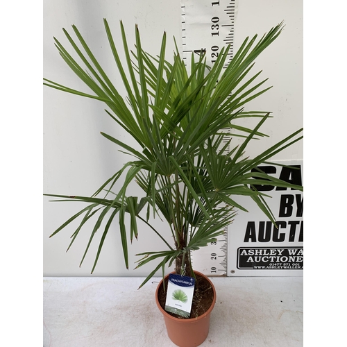 2 - ONE LARGE TRACHYCARPUS FORTUNEI APPROX 150CM IN HEIGHT IN A 7.5 POT PLUS VAT