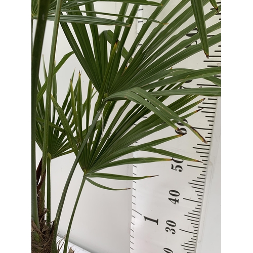 2 - ONE LARGE TRACHYCARPUS FORTUNEI APPROX 150CM IN HEIGHT IN A 7.5 POT PLUS VAT