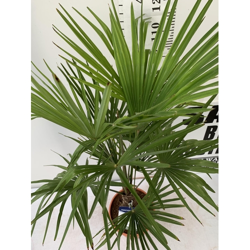 2 - ONE LARGE TRACHYCARPUS FORTUNEI APPROX 150CM IN HEIGHT IN A 7.5 POT PLUS VAT