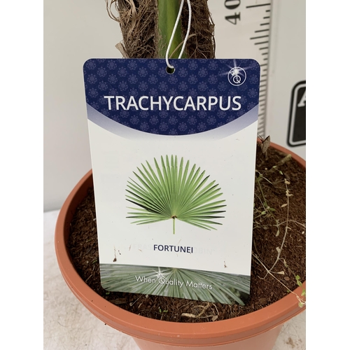 2 - ONE LARGE TRACHYCARPUS FORTUNEI APPROX 150CM IN HEIGHT IN A 7.5 POT PLUS VAT