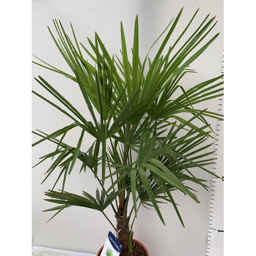 2 - ONE LARGE TRACHYCARPUS FORTUNEI APPROX 150CM IN HEIGHT IN A 7.5 POT PLUS VAT