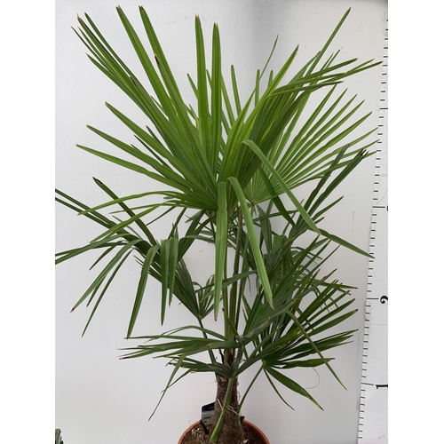 2 - ONE LARGE TRACHYCARPUS FORTUNEI APPROX 150CM IN HEIGHT IN A 7.5 POT PLUS VAT