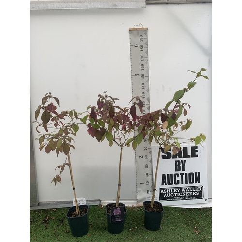 20 - THREE PURPLE CALLICARPA STANDARD TREES BODINIERI PROFUSION IN 4 LTR POTS 140-160CM IN HEIGHT PLUS VA... 