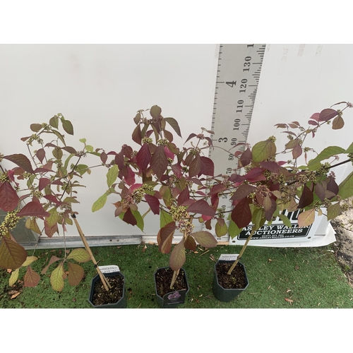 20 - THREE PURPLE CALLICARPA STANDARD TREES BODINIERI PROFUSION IN 4 LTR POTS 140-160CM IN HEIGHT PLUS VA... 