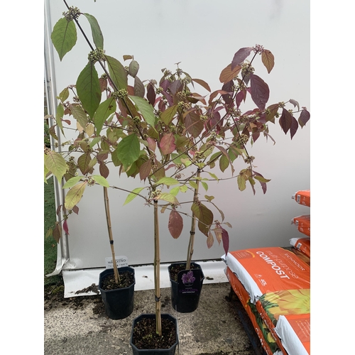 20 - THREE PURPLE CALLICARPA STANDARD TREES BODINIERI PROFUSION IN 4 LTR POTS 140-160CM IN HEIGHT PLUS VA... 