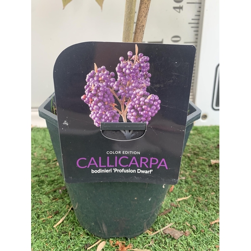 20 - THREE PURPLE CALLICARPA STANDARD TREES BODINIERI PROFUSION IN 4 LTR POTS 140-160CM IN HEIGHT PLUS VA... 