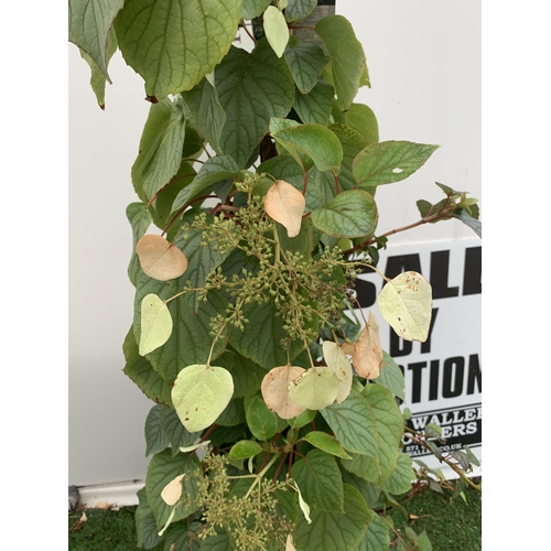 21 - ONE SCHIZOPHRAGMA HYDRANGEOIDES MOONLIGHT IN FLOWER IN A 7.5 LTR POT 150CM TALL PLUS VAT