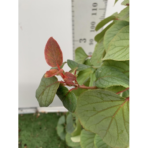 21 - ONE SCHIZOPHRAGMA HYDRANGEOIDES MOONLIGHT IN FLOWER IN A 7.5 LTR POT 150CM TALL PLUS VAT