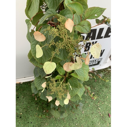 21 - ONE SCHIZOPHRAGMA HYDRANGEOIDES MOONLIGHT IN FLOWER IN A 7.5 LTR POT 150CM TALL PLUS VAT