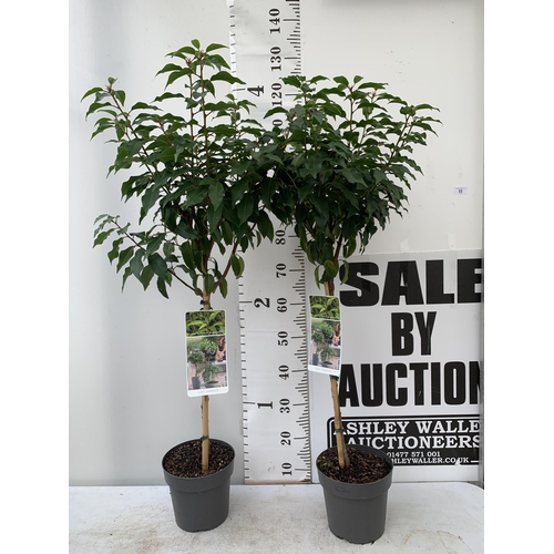 22 - TWO PRUNUS LUSITANICA 'AUGUSTFOLIA' STANDARD TREES APPROX 120-130CM IN HEIGHT IN 3LTR POTS PLUS VAT ... 