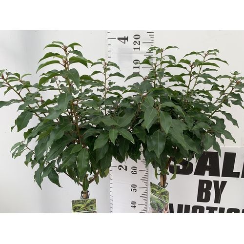 22 - TWO PRUNUS LUSITANICA 'AUGUSTFOLIA' STANDARD TREES APPROX 120-130CM IN HEIGHT IN 3LTR POTS PLUS VAT ... 