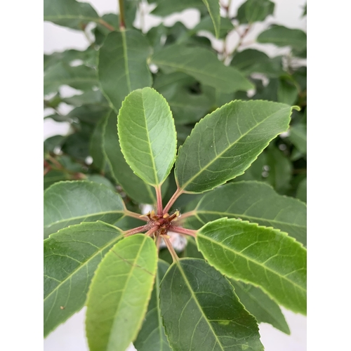 22 - TWO PRUNUS LUSITANICA 'AUGUSTFOLIA' STANDARD TREES APPROX 120-130CM IN HEIGHT IN 3LTR POTS PLUS VAT ... 