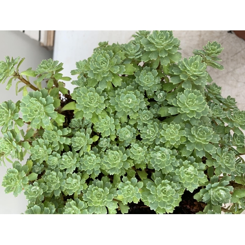 23 - SIX VARIOUS VARIETIES OF SEDUM WITH IN 1.5 LTR POTS TO BE SOLD FOR THE SIX PLUS VAT