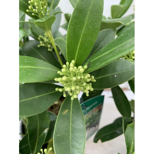 24 - TWO SKIMMIA JAPONICA FINCHY WITH BERRIES APPROXIMATELY 40CM TALL TO BE SOLD FOR THE TWO PLUS VAT