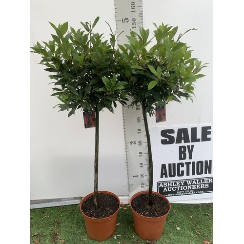 25 - A PAIR OF STANDARD BAY TREES 'LAURUS NOBILIS' IN 10 LTR POTS APPROX 150CM IN HEIGHT TO BE SOLD FOR T... 