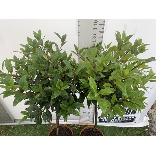 25 - A PAIR OF STANDARD BAY TREES 'LAURUS NOBILIS' IN 10 LTR POTS APPROX 150CM IN HEIGHT TO BE SOLD FOR T... 