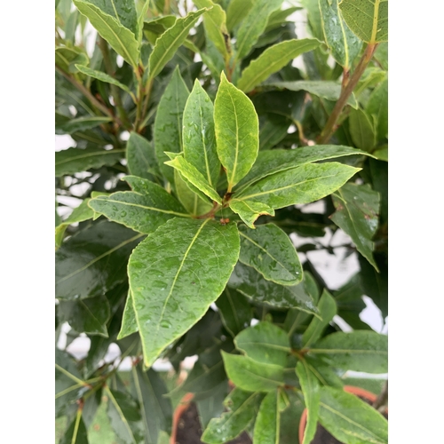 25 - A PAIR OF STANDARD BAY TREES 'LAURUS NOBILIS' IN 10 LTR POTS APPROX 150CM IN HEIGHT TO BE SOLD FOR T... 