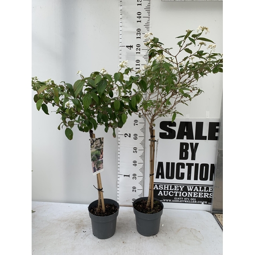 26 - TWO VIBURNUM PLICATUM 'WATANABE' STANDARD TREES APPROX 110-130CM IN HEIGHT IN 3 LTR POTS PLUS VAT TO... 