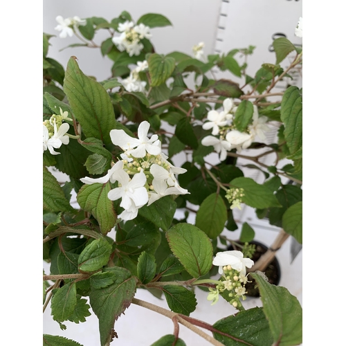 26 - TWO VIBURNUM PLICATUM 'WATANABE' STANDARD TREES APPROX 110-130CM IN HEIGHT IN 3 LTR POTS PLUS VAT TO... 