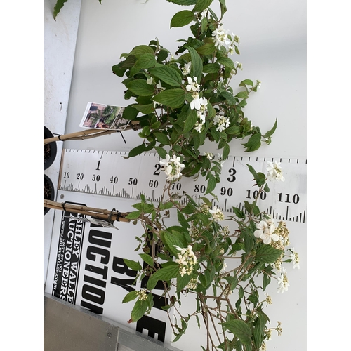 26 - TWO VIBURNUM PLICATUM 'WATANABE' STANDARD TREES APPROX 110-130CM IN HEIGHT IN 3 LTR POTS PLUS VAT TO... 