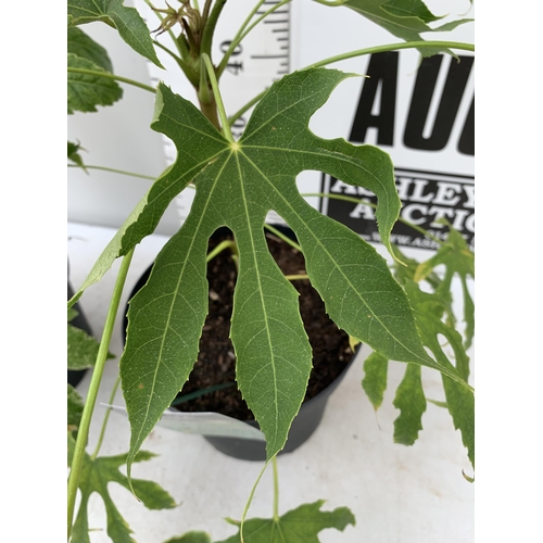 28 - TWO LARGE FATSIA JAPONICA 'SPIDERS WEB' AND 'GREEN FINGERS' IN 7 LTR POTS APPROX 60CM TALL PLUS VAT ... 