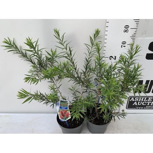 29 - TWO LARGE CALLISTEMON LAEVIS IN 4 LTR POTS 70-80CM IN HEIGHT PLUS VAT TO BE SOLD FOR THE TWO