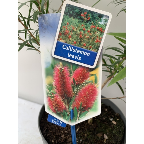 29 - TWO LARGE CALLISTEMON LAEVIS IN 4 LTR POTS 70-80CM IN HEIGHT PLUS VAT TO BE SOLD FOR THE TWO