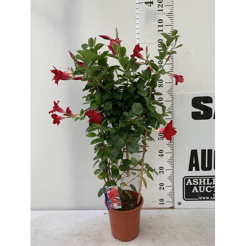 3 - ONE DIPLADENIA MANDEVILLA SANDERI IN RED IN FLOWER APPROX 110CM IN HEIGHT IN A 3 LTR POT PLUS VAT