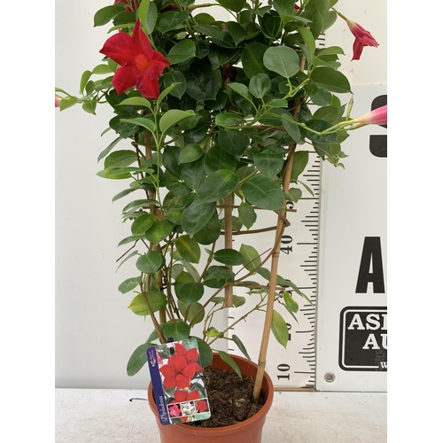 3 - ONE DIPLADENIA MANDEVILLA SANDERI IN RED IN FLOWER APPROX 110CM IN HEIGHT IN A 3 LTR POT PLUS VAT