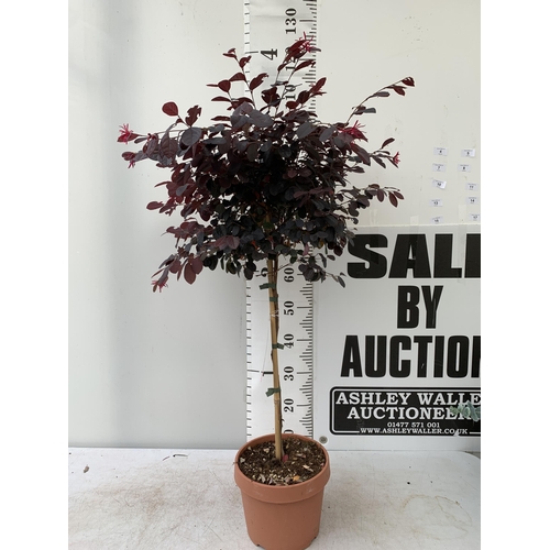 4 - ONE LOROPETALUM STANDARD TREE 'BLACK PEARL' APPROX 120CM IN HEIGHT IN A 5 LTR POT PLUS VAT