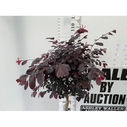 4 - ONE LOROPETALUM STANDARD TREE 'BLACK PEARL' APPROX 120CM IN HEIGHT IN A 5 LTR POT PLUS VAT