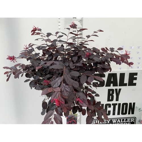 4 - ONE LOROPETALUM STANDARD TREE 'BLACK PEARL' APPROX 120CM IN HEIGHT IN A 5 LTR POT PLUS VAT