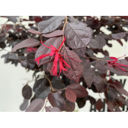 4 - ONE LOROPETALUM STANDARD TREE 'BLACK PEARL' APPROX 120CM IN HEIGHT IN A 5 LTR POT PLUS VAT